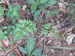 Image of Pteris semipinnata L.