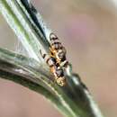 Image of Yellow Starthistle Gall Fly