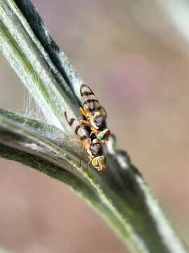 Imagem de Urophora sirunaseva (Hering 1938)