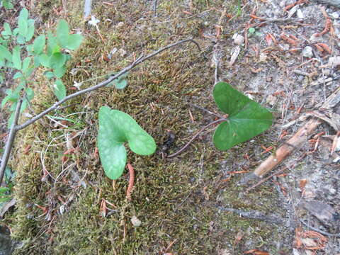 Hexastylis arifolia var. arifolia resmi