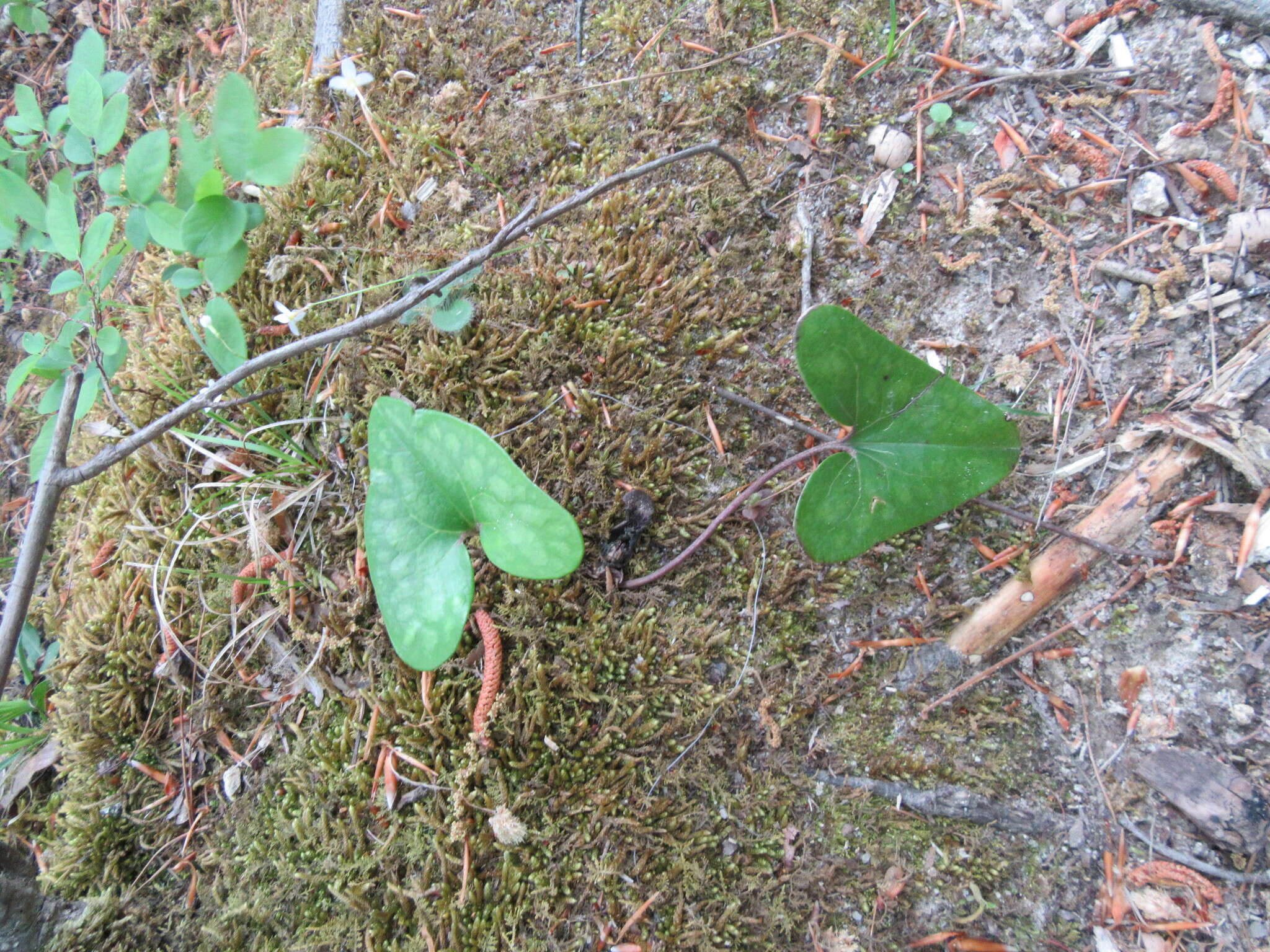 Image de Hexastylis arifolia var. arifolia