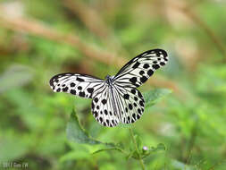 Image of Ideopsis gaura perakana Fruhstorfer 1898