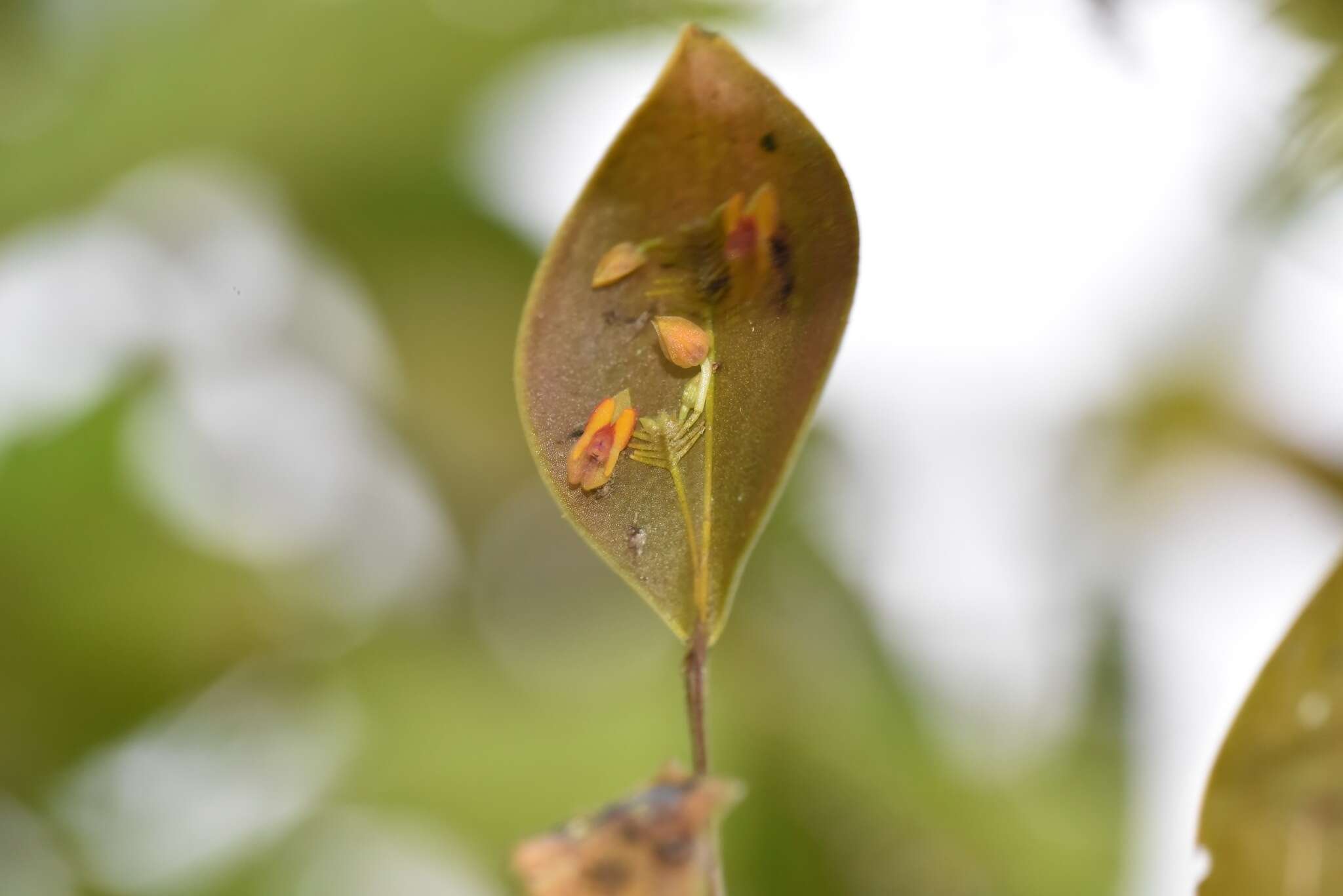 Image of Lepanthes pecunialis Luer & Hirtz