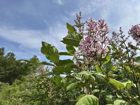 Image de Syringa villosa Vahl