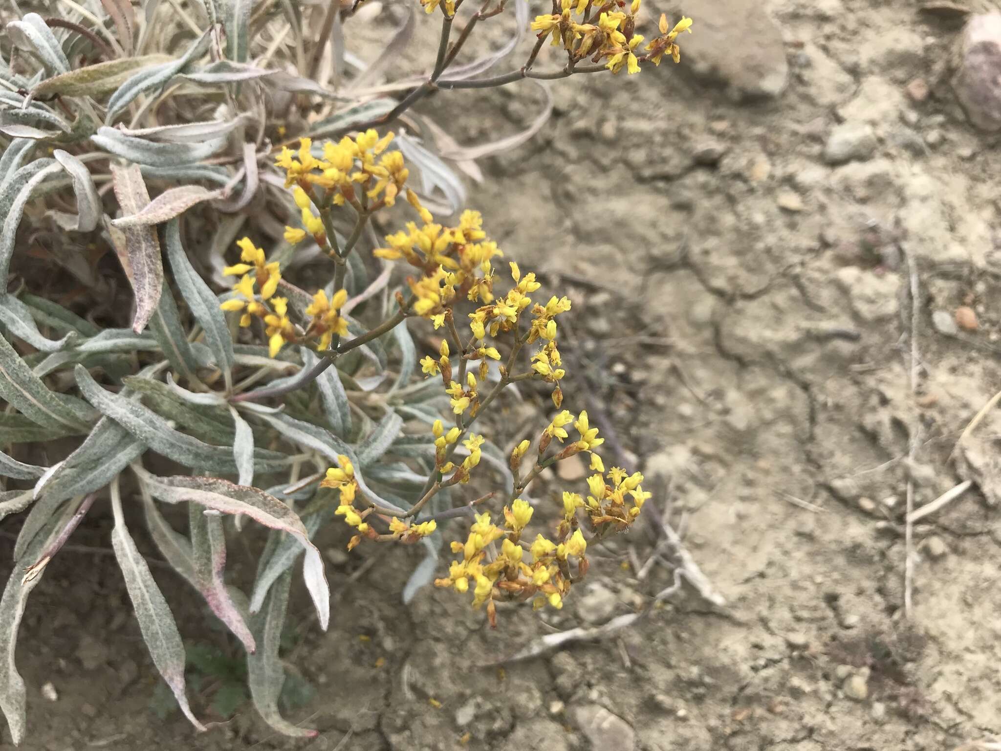 Plancia ëd Eriogonum brevicaule Nutt.