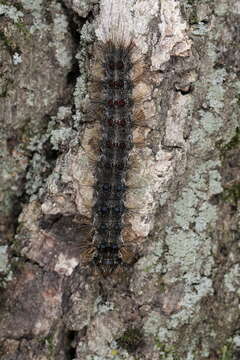 Image of Entomophaga maimaiga Humber, Shimazu & R. S. Soper 1988