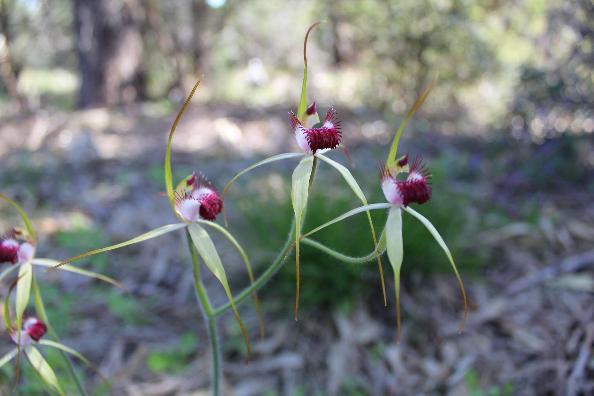 Image of Carousel spider orchid