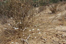 Слика од Gypsophila capillaris (Forsk.) C. Chr.