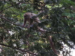 Image of Chacoan Titi Monkey