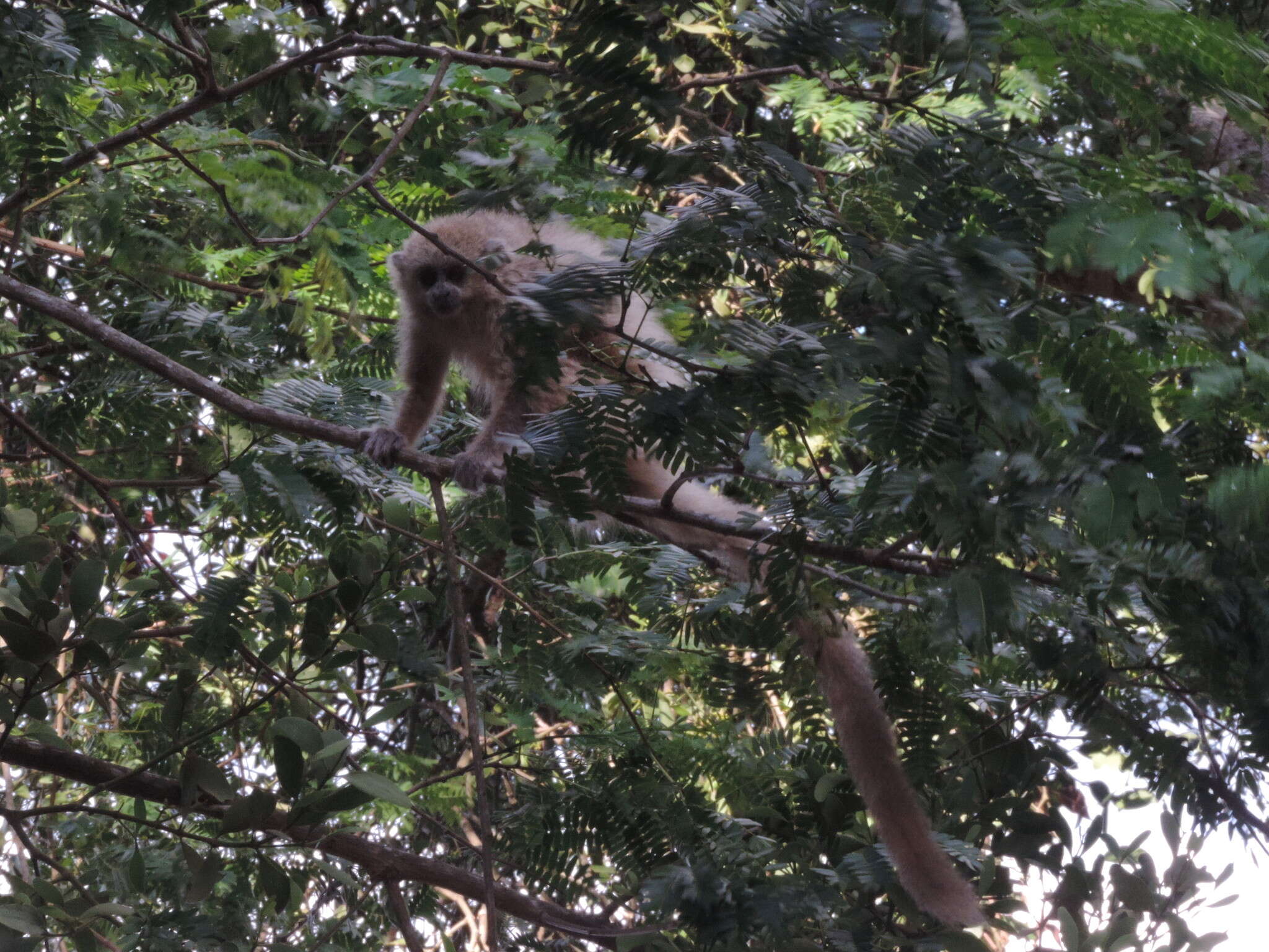 Image of Chacoan Titi Monkey