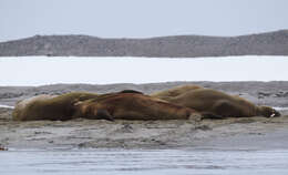 Image of Atlantic Walrus