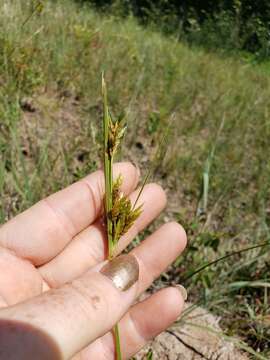 Image of Sand Flat Sedge