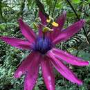 صورة Passiflora longipes A. Juss.