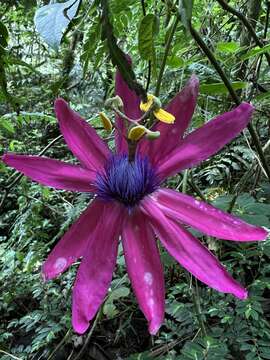 صورة Passiflora longipes A. Juss.