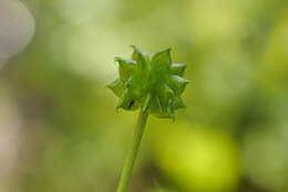 Image de Ranunculus silerifolius H. Lév.