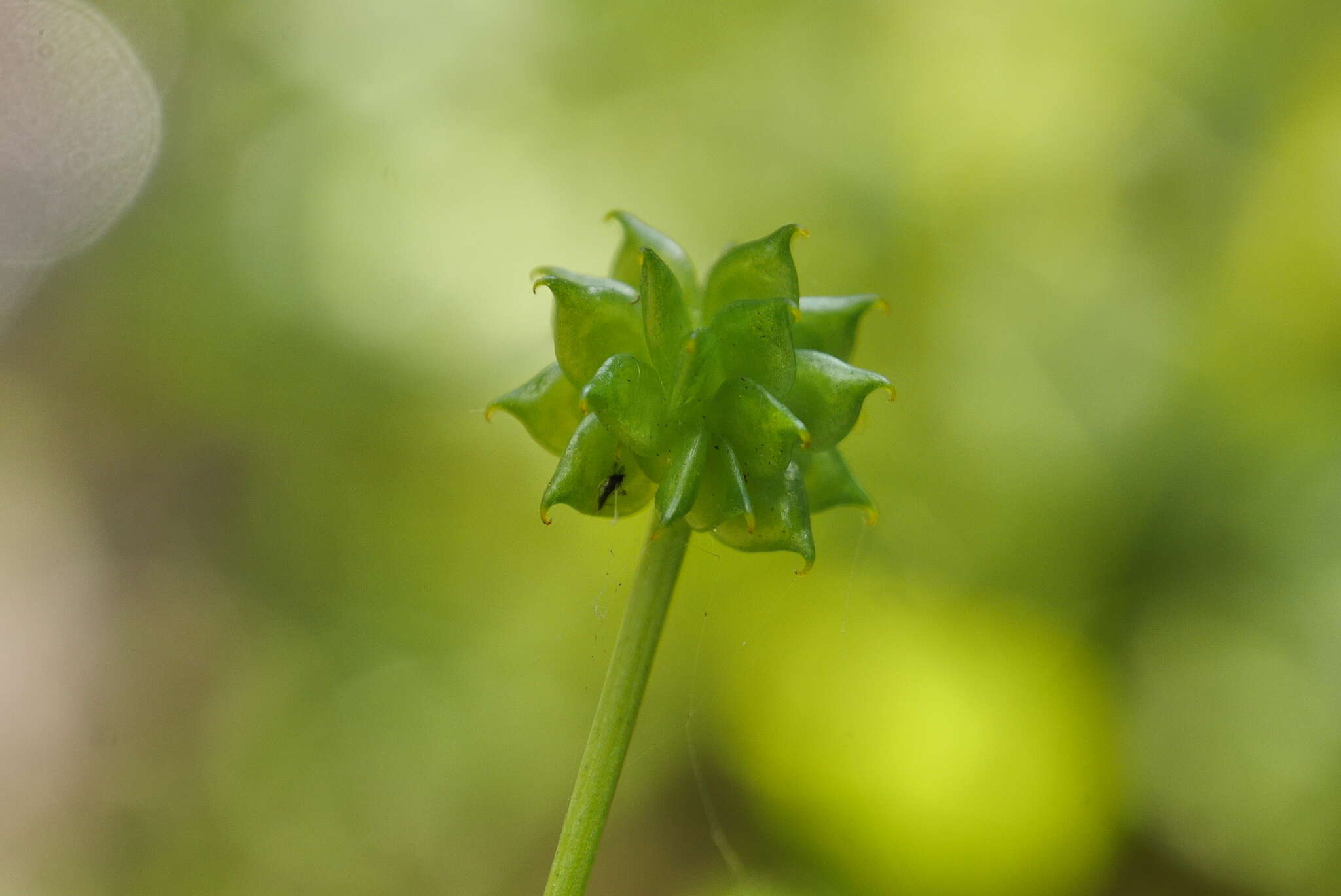 Image de Ranunculus silerifolius H. Lév.