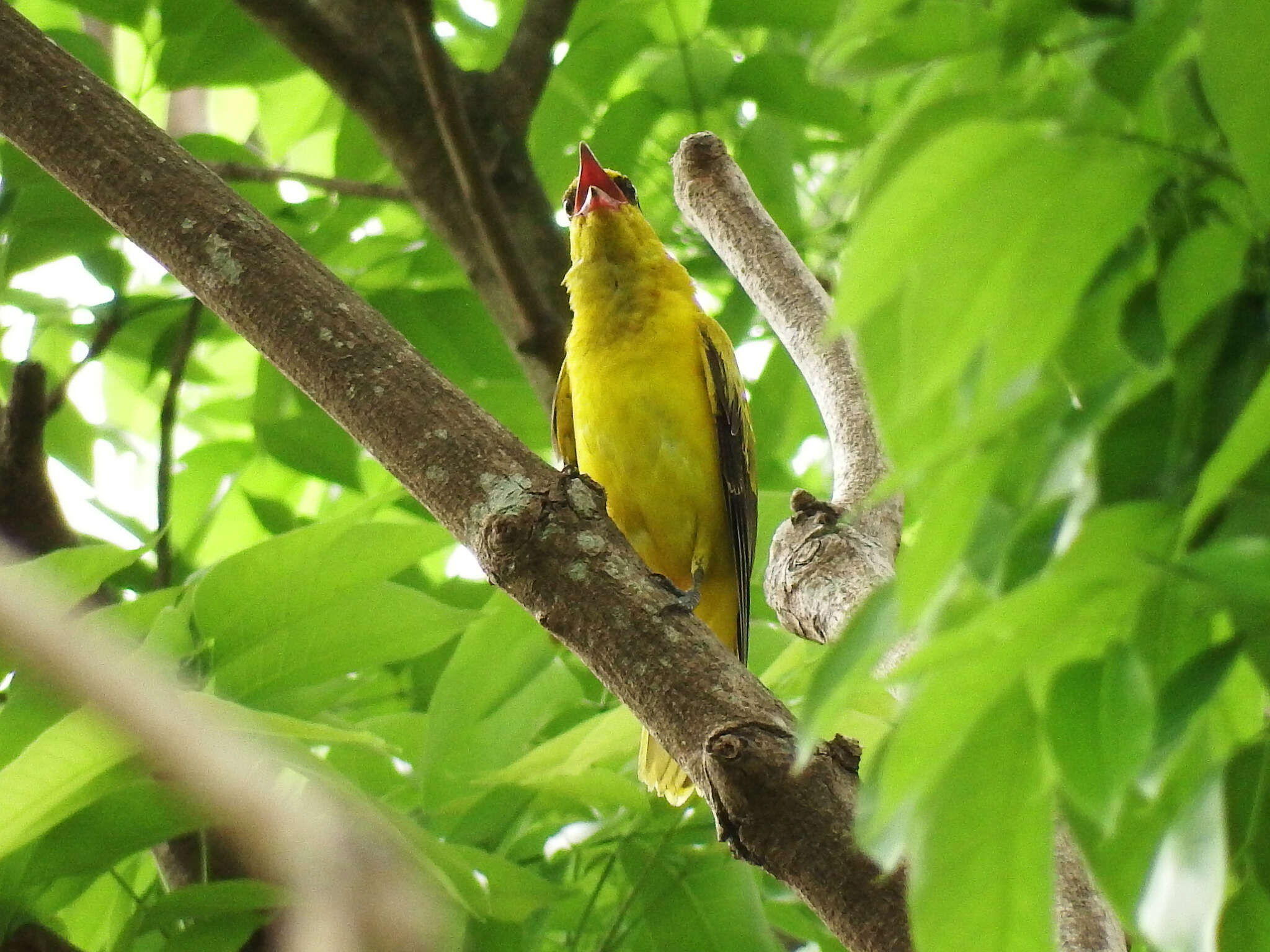 Oriolus chinensis diffusus Sharpe 1877的圖片