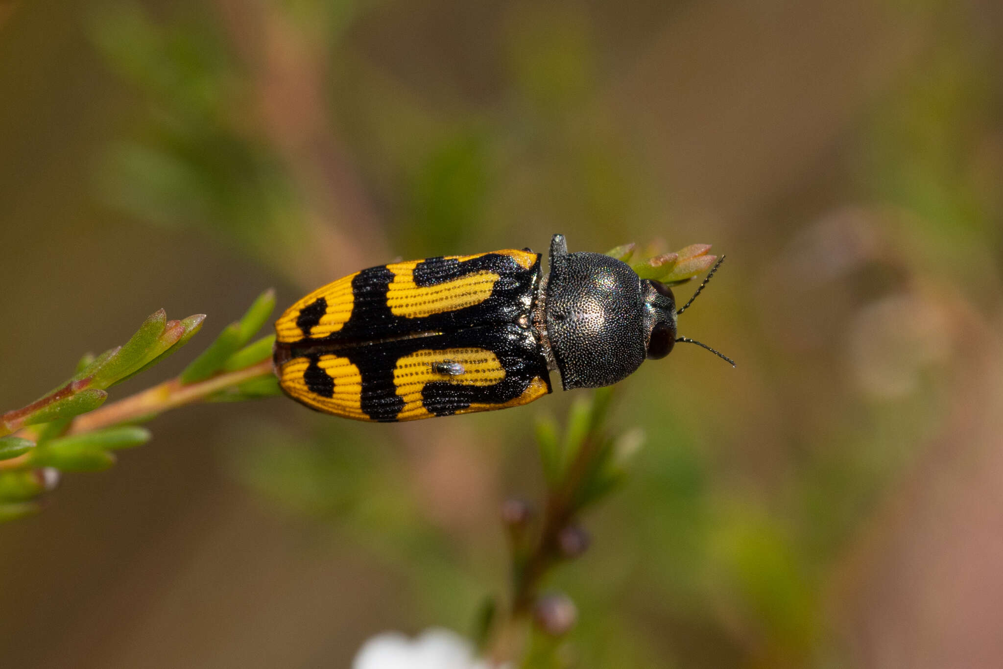 Image of Castiarina anchoralis (Gory & Laporte 1838)