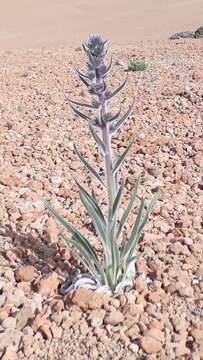 Echium auberianum Webb & Berth. resmi