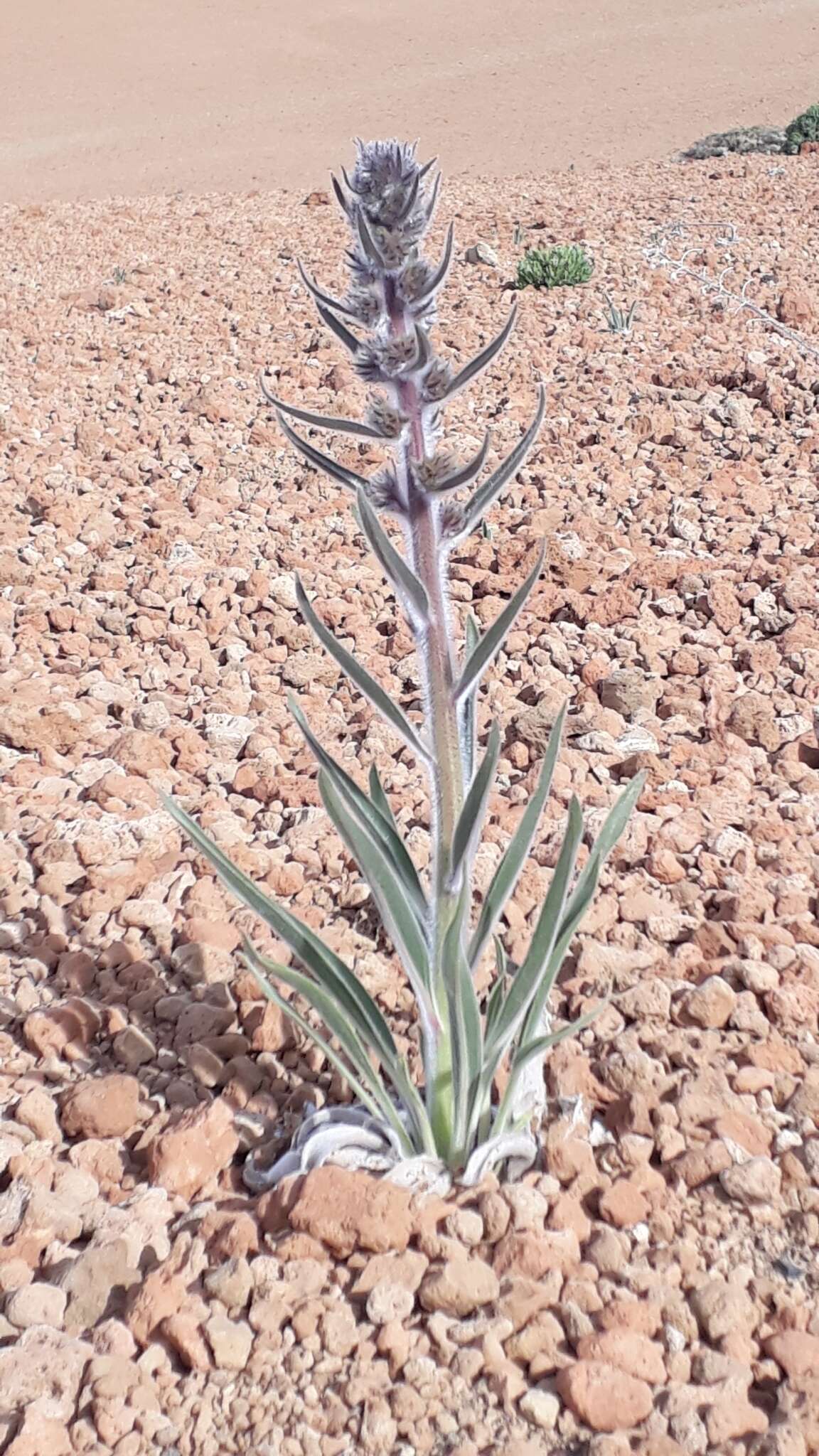 Слика од Echium auberianum Webb & Berth.