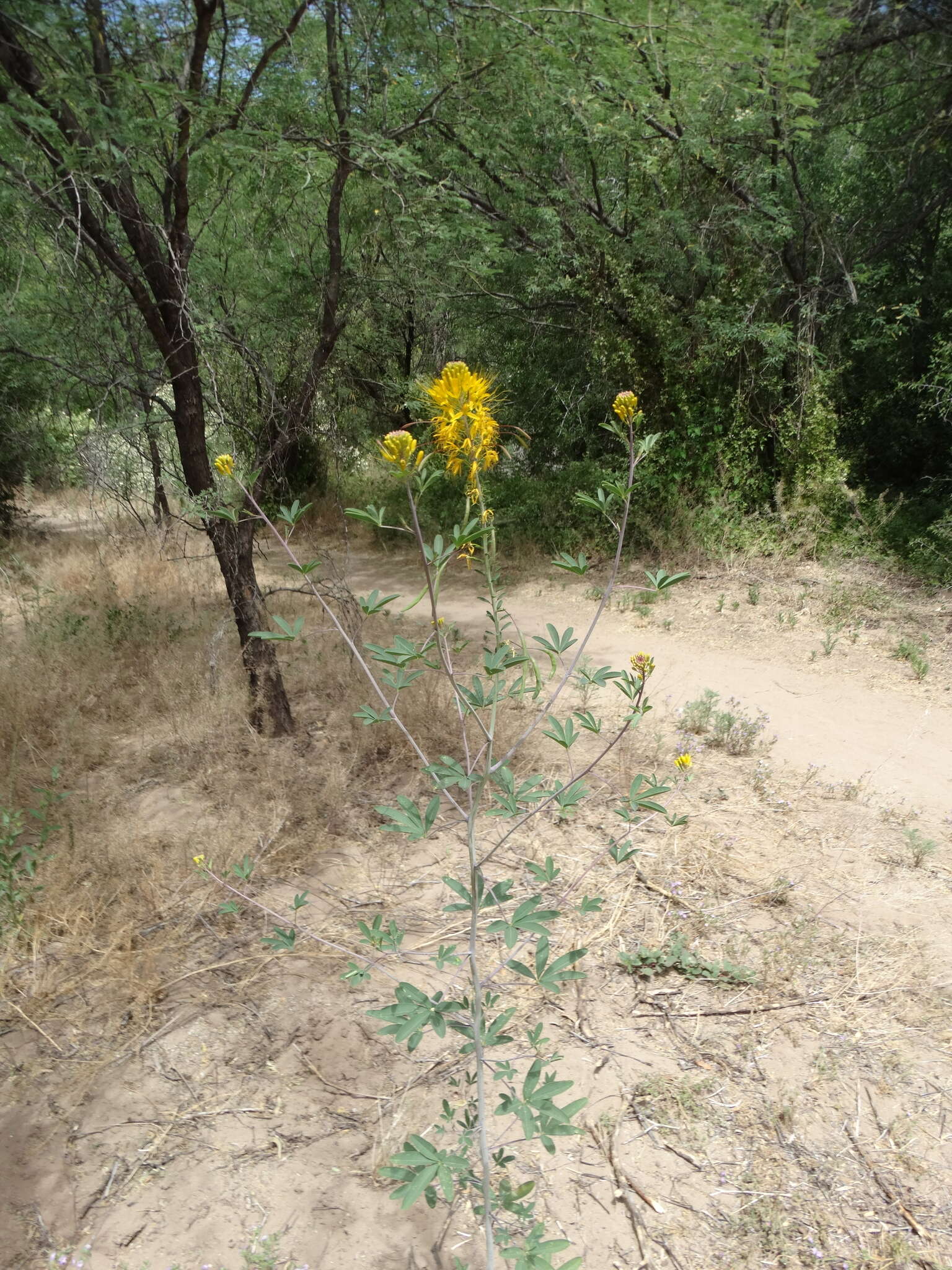 Image of Jones' Beeplant