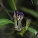 Image of Ceropegia media (Huber) M. Y. Ansari