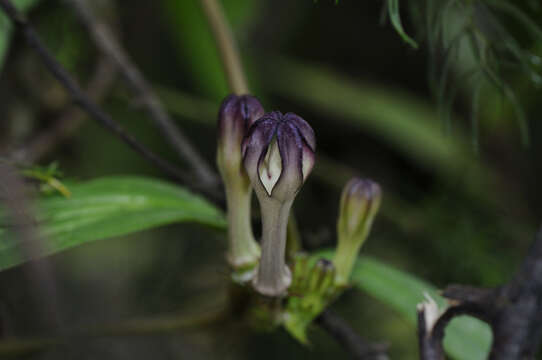 Image of Ceropegia media (Huber) M. Y. Ansari