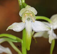 Image of Platanthera densa Freyn