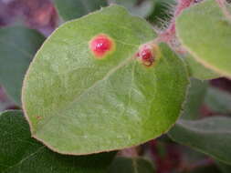 Image of Exobasidium arctostaphyli Harkn. 1884