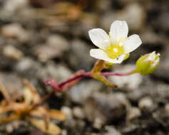 Image of One-Flower Stitchwort