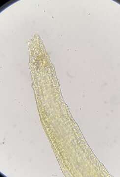 Image of Dicranella rufescens (Dicks.) Schimp.