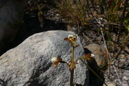 Image of Acrolophia cochlearis (Lindl.) Schltr. & Bolus