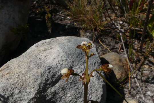 صورة Acrolophia cochlearis (Lindl.) Schltr. & Bolus