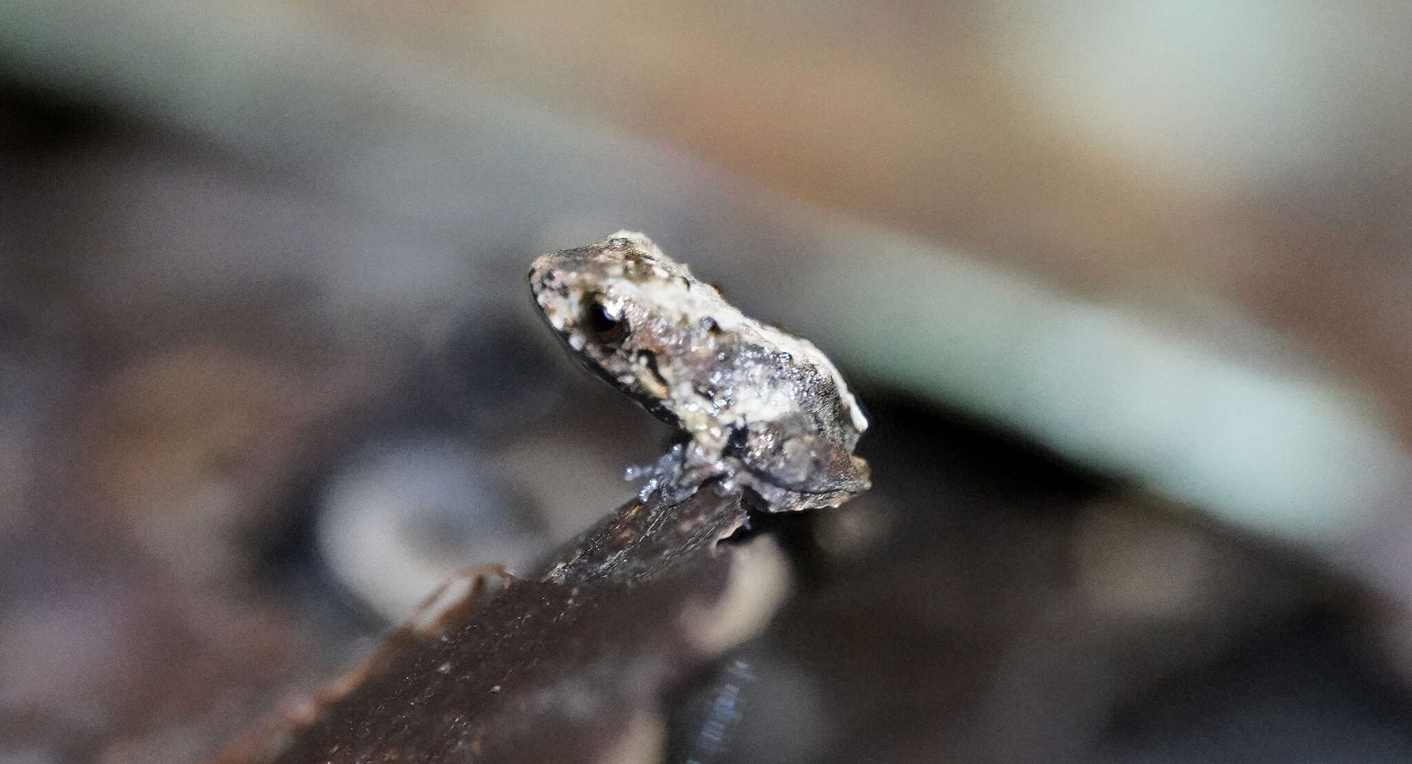Image of Smooth-skinned ditch frog