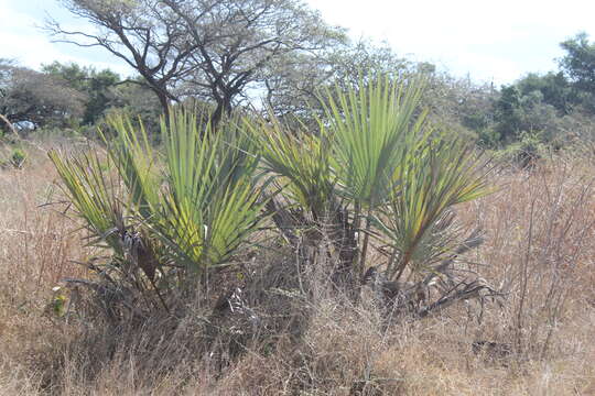 Image de Hyphaene coriacea Gaertn.