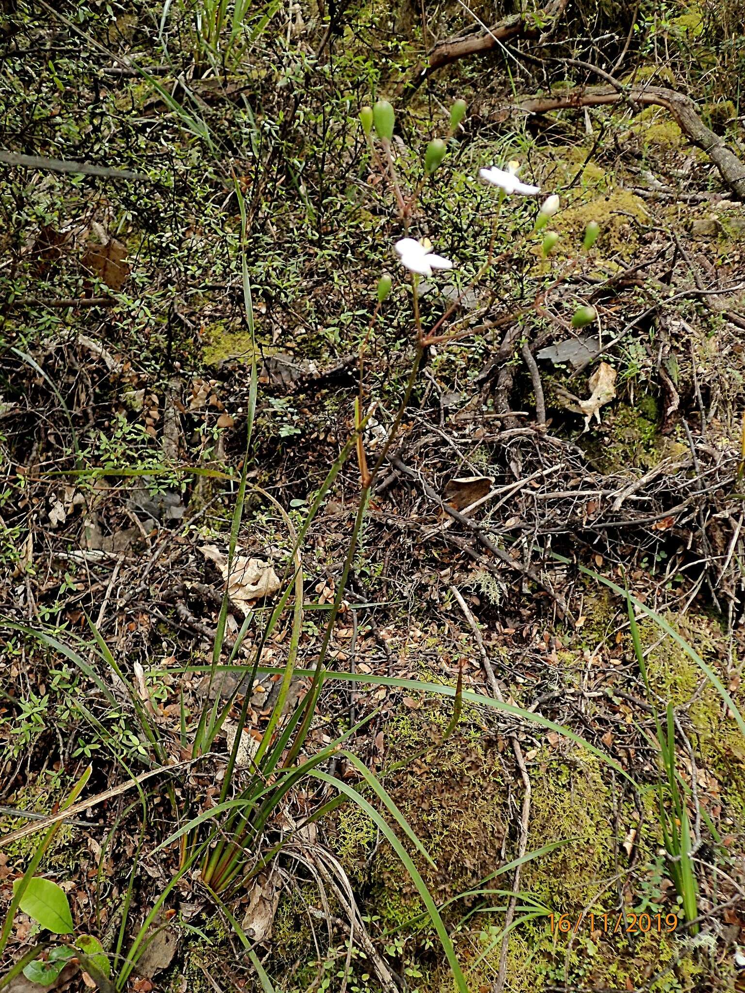 Image de Libertia mooreae Blanchon, B. G. Murray & Braggins