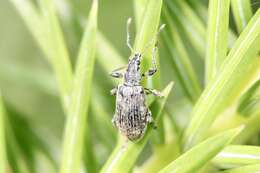 Image of Polydrusus (Eurodrusus) pilosus Gredler 1866