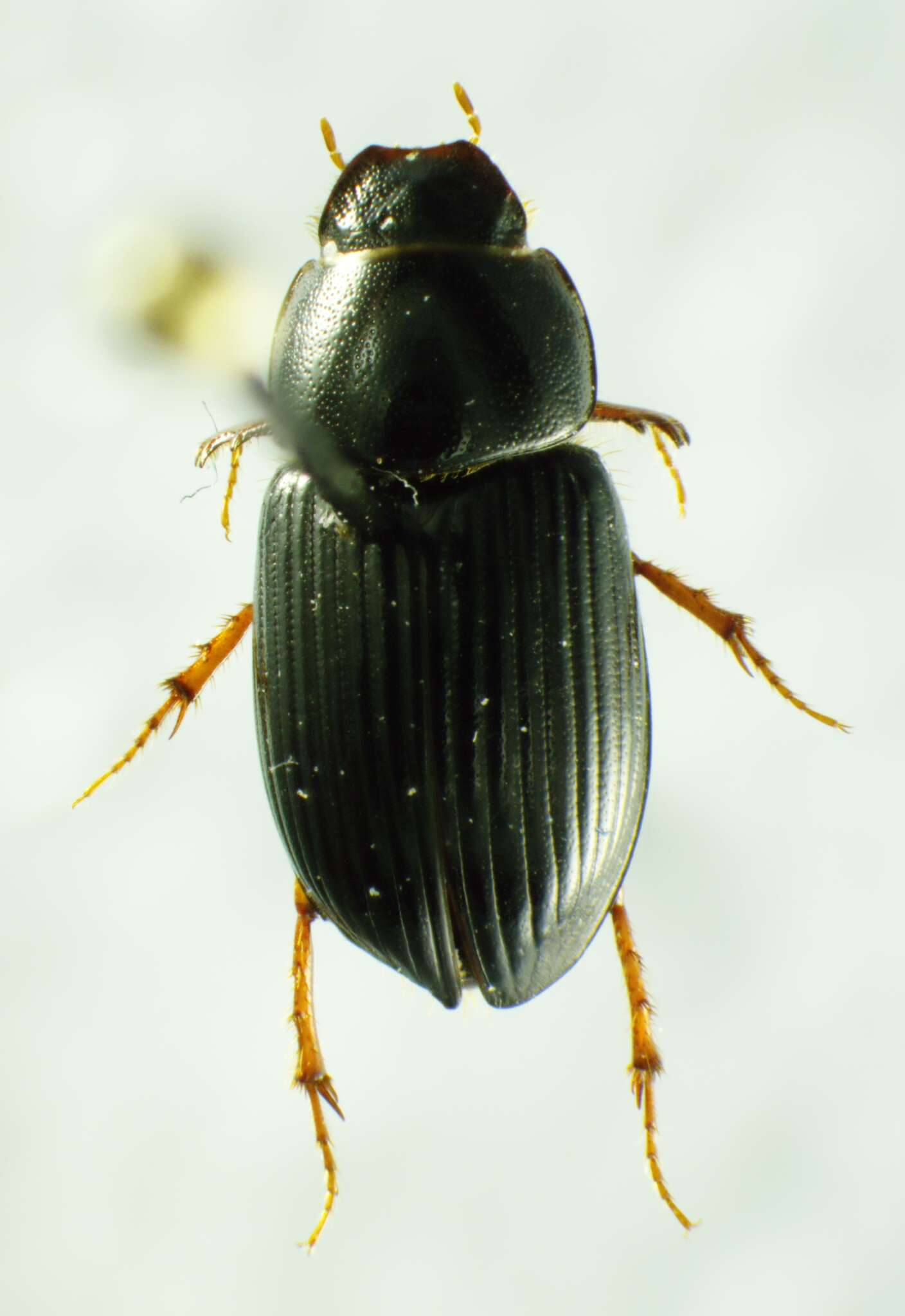 Imagem de Pseudagolius bicolor (Say 1823)