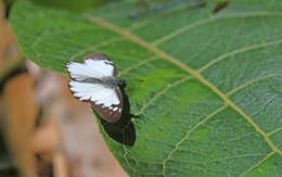 Image of Catasticta notha (Doubleday 1847)