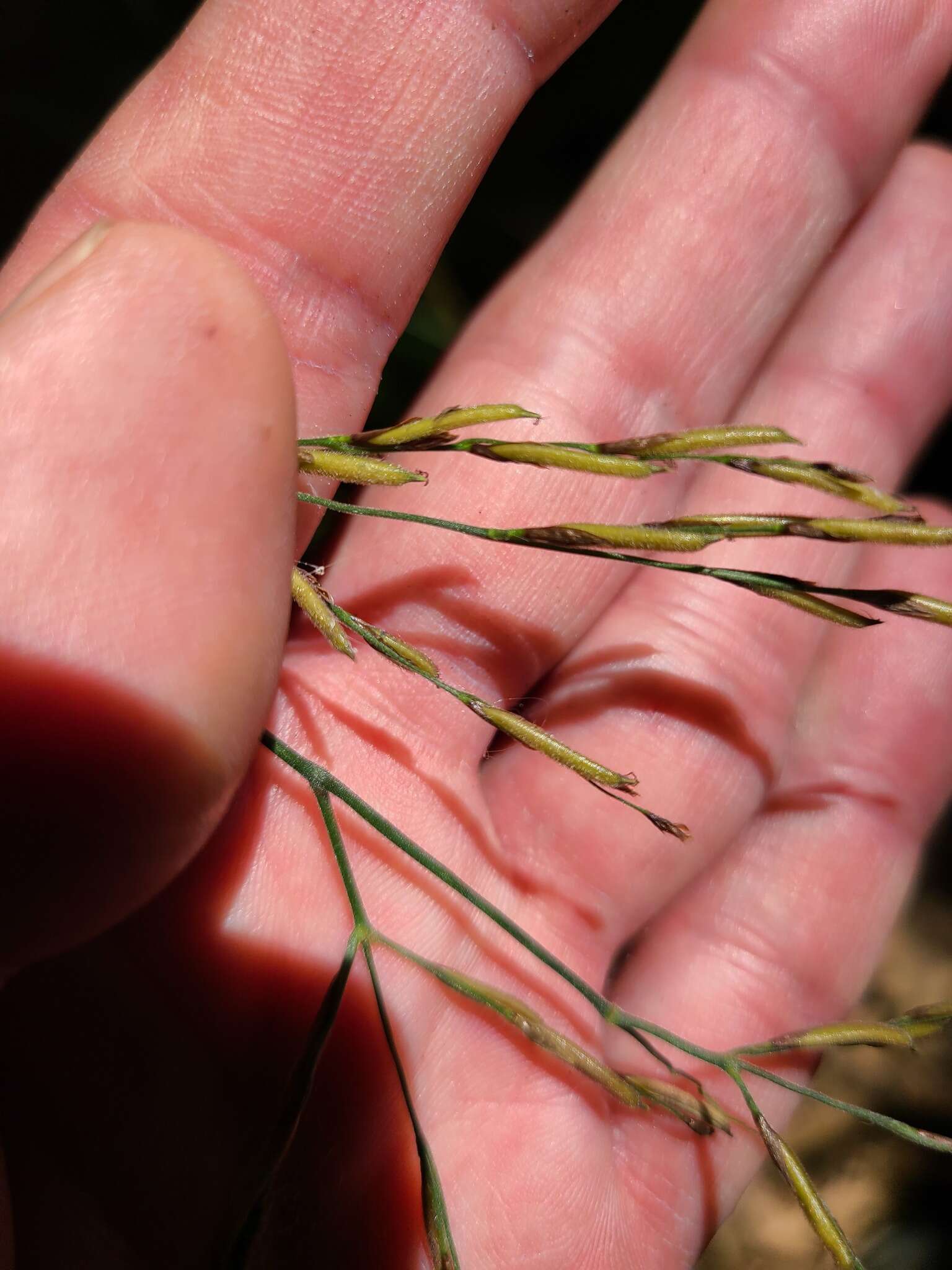 Image of Cape Francais Stalk Grass