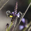 صورة Anthophora orotavae (Saunders 1904)