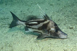 Image of Giant boarfish