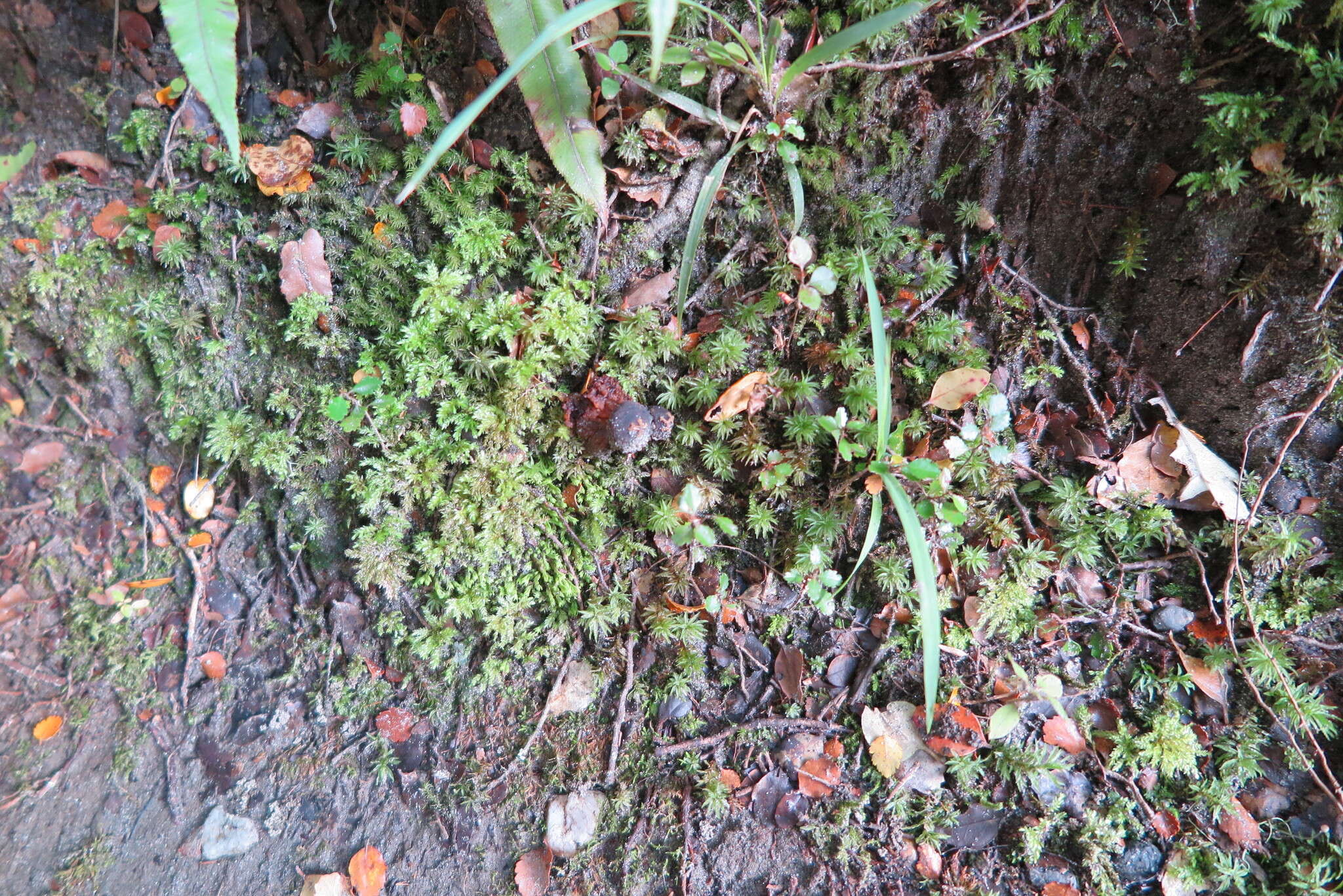 Sivun Calostoma rodwayi Lloyd 1925 kuva