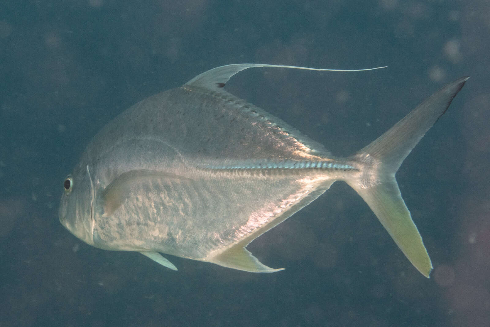 Слика од Carangoides oblongus (Cuvier 1833)