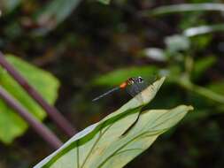 Image of Epithemis mariae (Laidlaw 1915)