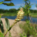 صورة Rabdophaga heterobia (Loew 1850)