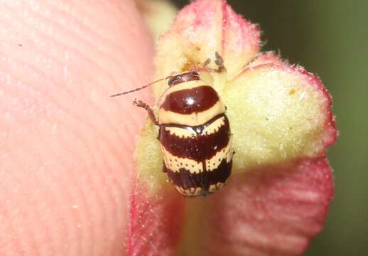 Cryptocephalus trizonatus Suffrian 1852 resmi