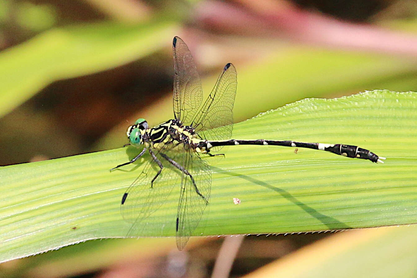 Imagem de Austrogomphus amphiclitus (Selys 1873)