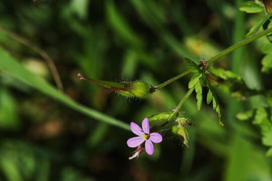 Image of Geranium purpureum Vill.