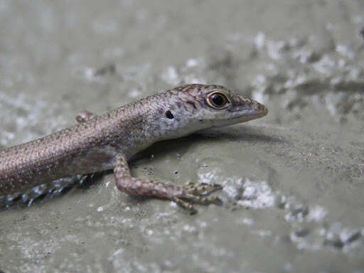 Image of Fiji Green Emo Skink